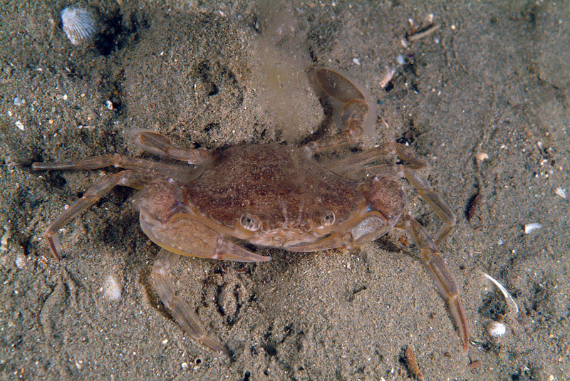 Liocarcinus sp.